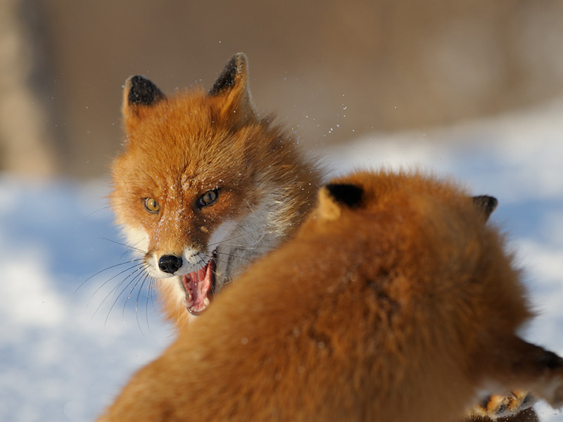 камчатские лисы