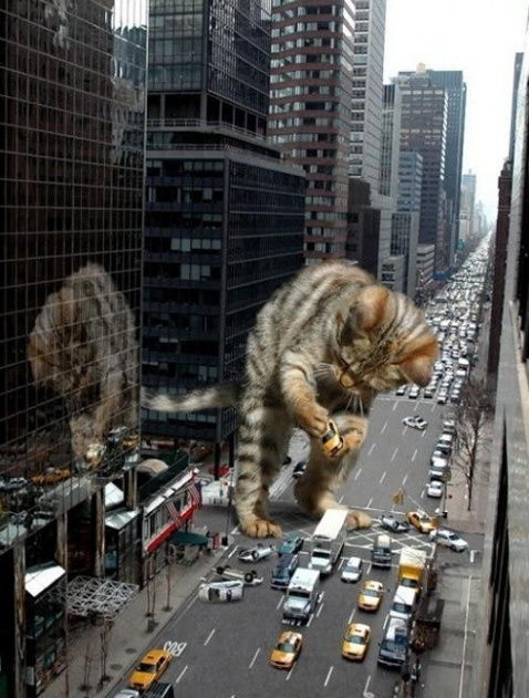 Котэ негодует